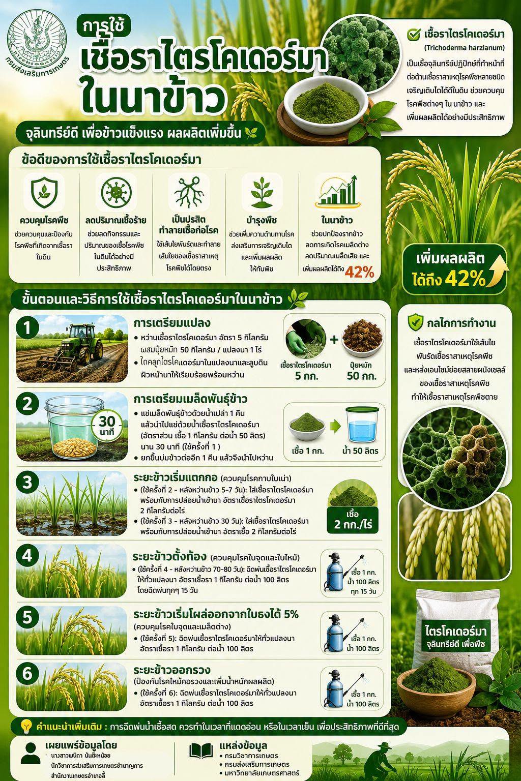 การใช้เชื้อราไตรโคเดอร์มาในนาข้าว 