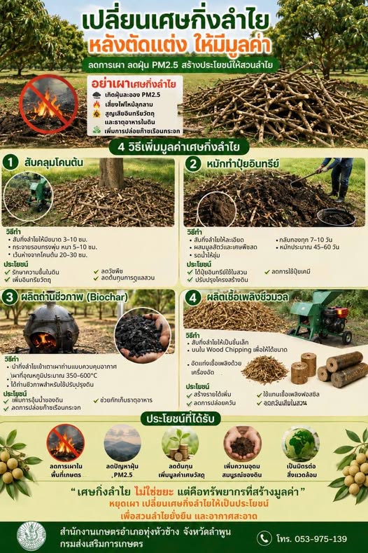 เปลี่ยนเศษกิ่งลำไยหลังตัดแต่ง ให้มีมูลค่า ไม่ใช่เผาทิ้ง!